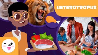 CARNIVORES HERBIVORES and OMNIVORES  Eating Habits of Heterotrophic Organisms [upl. by Purse]