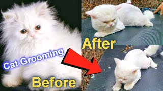 Persian cat grooming [upl. by Orat]