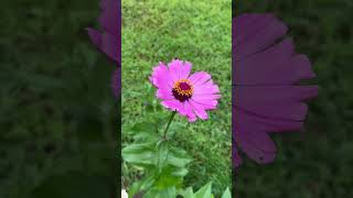 I’m Easy  growme from seed zinnia garden beginners cutflowers blooming teach DIY budget [upl. by Nnayram]