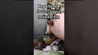 Richtig einfach DIY Regenrinne lautes Tropfen mit Schwamm mindern Profi Tipp [upl. by Afatsom151]