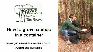 How to Grow Bamboo in Containers [upl. by Danielle]