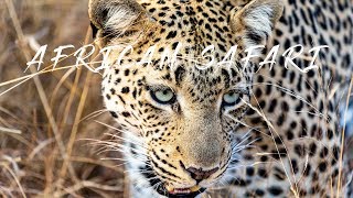 African Safari  Timbavati Greater Kruger Park and Welgevonden Game Reserve  4k [upl. by Sandberg]