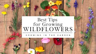 WILDFLOWERS How to PLANT and GROW wildflowers that COME BACK YEAR after YEAR [upl. by Nodnorb]