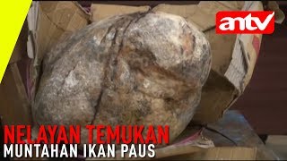 ANTV Nelayan Temukan Muntahan Ikan Paus [upl. by Onailime]