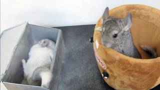 Baby Chinchilla watching his brother take a DUST BATH [upl. by Tenaj]