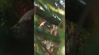 A truly unique experience to see these beautiful owls in the wild for the first time owl birds [upl. by Wsan915]