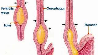 2 Physiology of deglutition  swallowing  for MBBS PG students [upl. by Goldia]