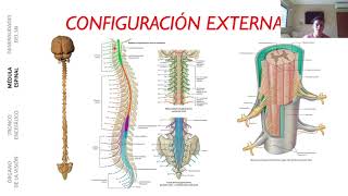 MÉDULA ESPINAL CONFIGURACIÓN EXTERNA [upl. by Dion]