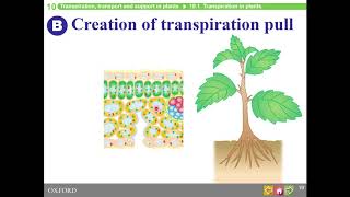 HKDSE Biology  TranspirationTransport and Support in Plants  Part 1 [upl. by Blumenthal46]