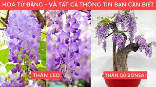 HOA TỬ ĐẰNG và Tất Cả Thông Tin Bạn Cần Biết  Lh 0968750386 [upl. by Sesmar916]