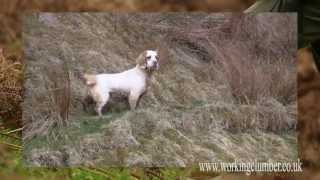 Working Clumber Spaniel [upl. by Euqinamod]