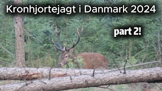 Kronhjortejagt i Danmark 2024  Part 2 [upl. by June]