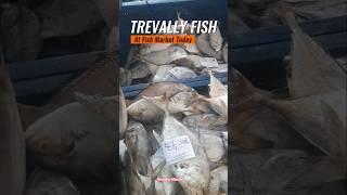 Bought 220 lbs of Trevally Perfect for Frying or Grilling fishmarket [upl. by Ellenwahs958]