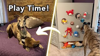 DIY Dog Toy Storage How to get a different toy each time [upl. by Tteraj]