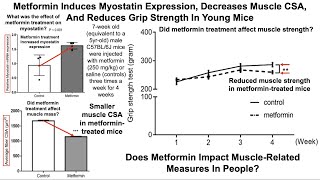 Metformin Impairs Exercise TrainingRelated Improvements In Older Adults [upl. by Enaile524]