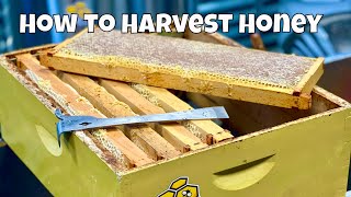 How to harvest honey  Beekeeping  2022 Harvest [upl. by Bernt]