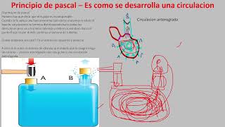 presion arterial [upl. by Eislehc]