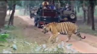 Late Somanshu t37 Bandhavgarh [upl. by Ambros250]