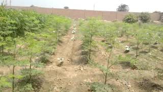 اسرع شجرة في النمو شجرة الحياة شجرة المورينجا اوليفيرا د جميل فكرى Moringa cultivation in Egypt Dr Gamil fekry [upl. by Baudin]