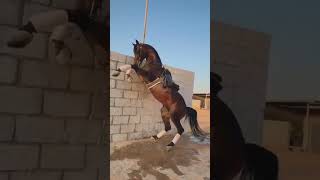 New horse tik tok viral video All pakistan Naza bazi viralvideo shorthorsepower arabic [upl. by Burra]