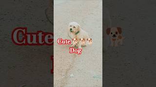 DOG ON ROAD  Dog RUN and WALKING ROAD ytshorts youtube sweetdogstatus [upl. by Collbaith]