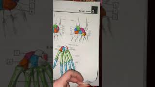 Netter cuaderno de anatomía para colorear capítulo 2 [upl. by Name462]