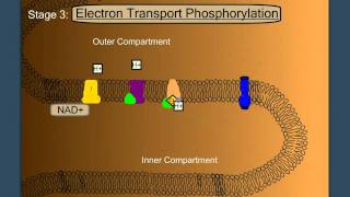 Electron Transport Phosphorylation [upl. by Aiouqahs172]