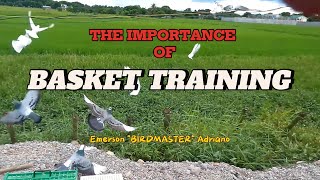 BIRDMASTER The Importance of Basket Training [upl. by Ddot]