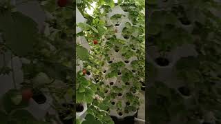 aeroponichydroponicaeroponictowerhydroponictowerplantfarm [upl. by Lazes]