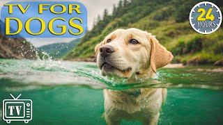 24 Hours of Soothe Dogs Anxiety DOG TV  Anti Anxiety amp Boredom Busting Videos with Music for Dogs [upl. by Domonic]