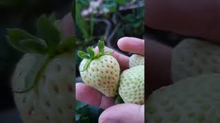 harvesting strawberry day 2 berkebun gardening homestead gardentokitchen [upl. by Airednaxela]