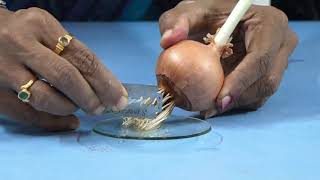 BIOLOGY  II PUC  LABORATORY  MITOSIS ON ONION ROOT TIP EXPERIMENT  S04 [upl. by Jaffe]