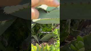 Talmadge Succulent Garden  Identifying and Treating for Pests gardening succulents cactus [upl. by Ajnek852]