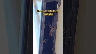 These PESTS Are Taking Over Your RV [upl. by Ballard]