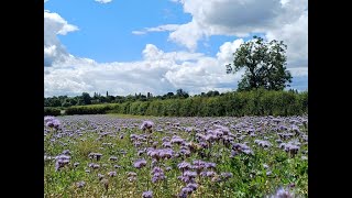 Phacelias field [upl. by Robbins]