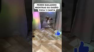 ¡Mira la reacción de este perro al ritmo de la música 😂🐾❤️ [upl. by Sihtam]