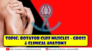 Clinical Anatomy of the Rotator Cuff Muscles  A Students Guide [upl. by Pail]