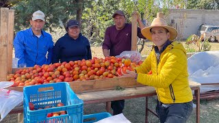 Invernadero de TOMATE  Variedad Cid y Tomate Aguamiel  80 TONELADAS por corte [upl. by Demetra]