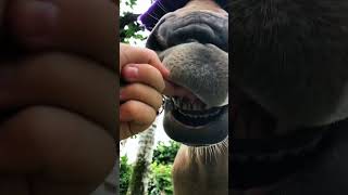 Pearly whites 🦷💗💅equestrian horseriding funny [upl. by Dehnel]