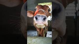 Shahiwal farming cow in villagecattal farm amazing Animal sorts [upl. by Hayashi410]