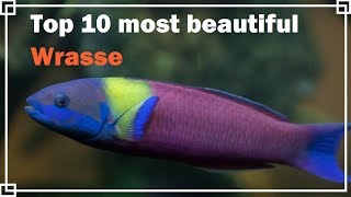 Top 10 most beautiful Wrasse [upl. by Clarke235]