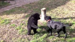 Chiot terre neuve et labrador qui jouent [upl. by Nelleyram186]