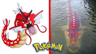 20 Real Pokémon Caught on Camera in Real Life [upl. by Karleen672]