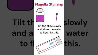 Flagella staining Difco’s method microbiology bacteria staining [upl. by Keung]