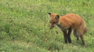 Young red fox explore their environments in Pennsylvania [upl. by Anders]