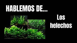 Hablemos de los HELECHOS [upl. by Yentirb]