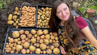 Container Grown Potato Harvest Reveal 2022  Homegrown Garden [upl. by Yanaton224]