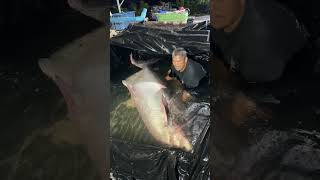 Wooow giant mekong catfish predatorfish [upl. by Onitrof30]