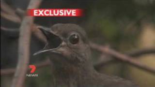 This Bird can copy the sound of everybody including Human  LyreBird [upl. by Enneirda]