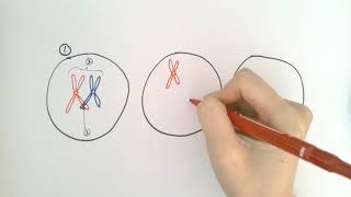 Biology Pictionary  Challenge 8 [upl. by Reddy]